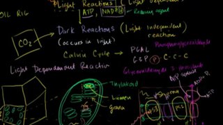 Photosynthesis- Light Reactions 1