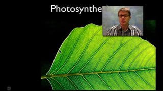 Photosynthesis