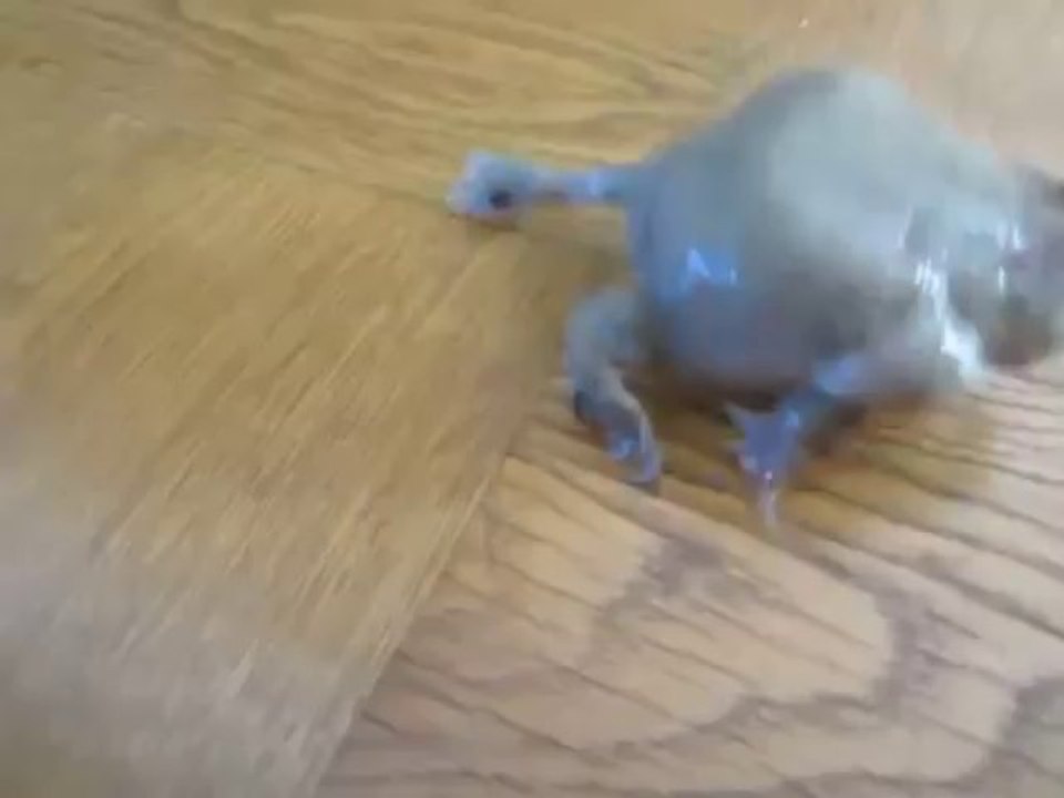 Frog Runs Away Screaming