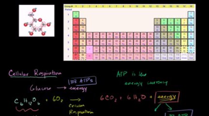 Introduction to Cellular Respiration