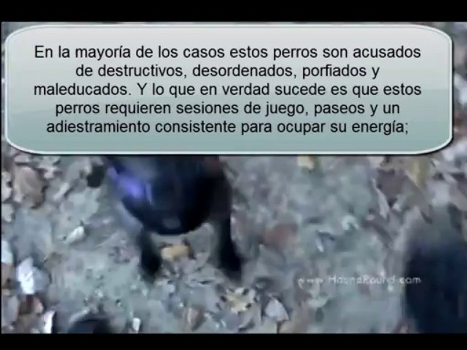 Como Educar A Tu perro  Sobreexitado