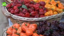 I frutti dimenticati a Pennabilli: un evento per difendere e celebrare le colture tradizionali
