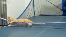Un chat joue au Ping Pong... meilleur que Forest Gump en plus.
