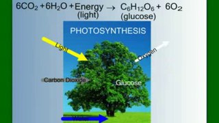 Photosynthesis Part 4- The Calvin Cycle