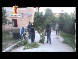 Palermo - Coltivava marijuana, il video del sequestro (25.09.13)