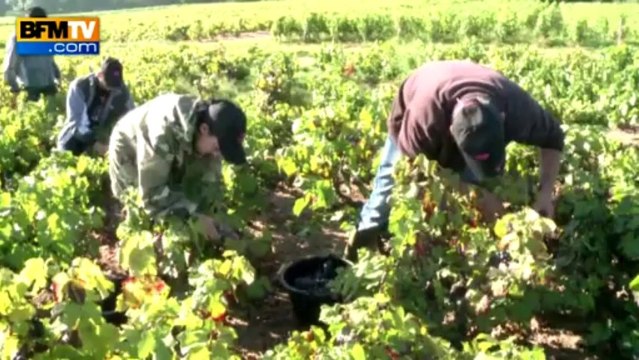 Des vendanges nocturnes dans le Beaujolais - 26/09