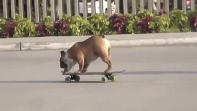The English Bulldog Skater from Peru