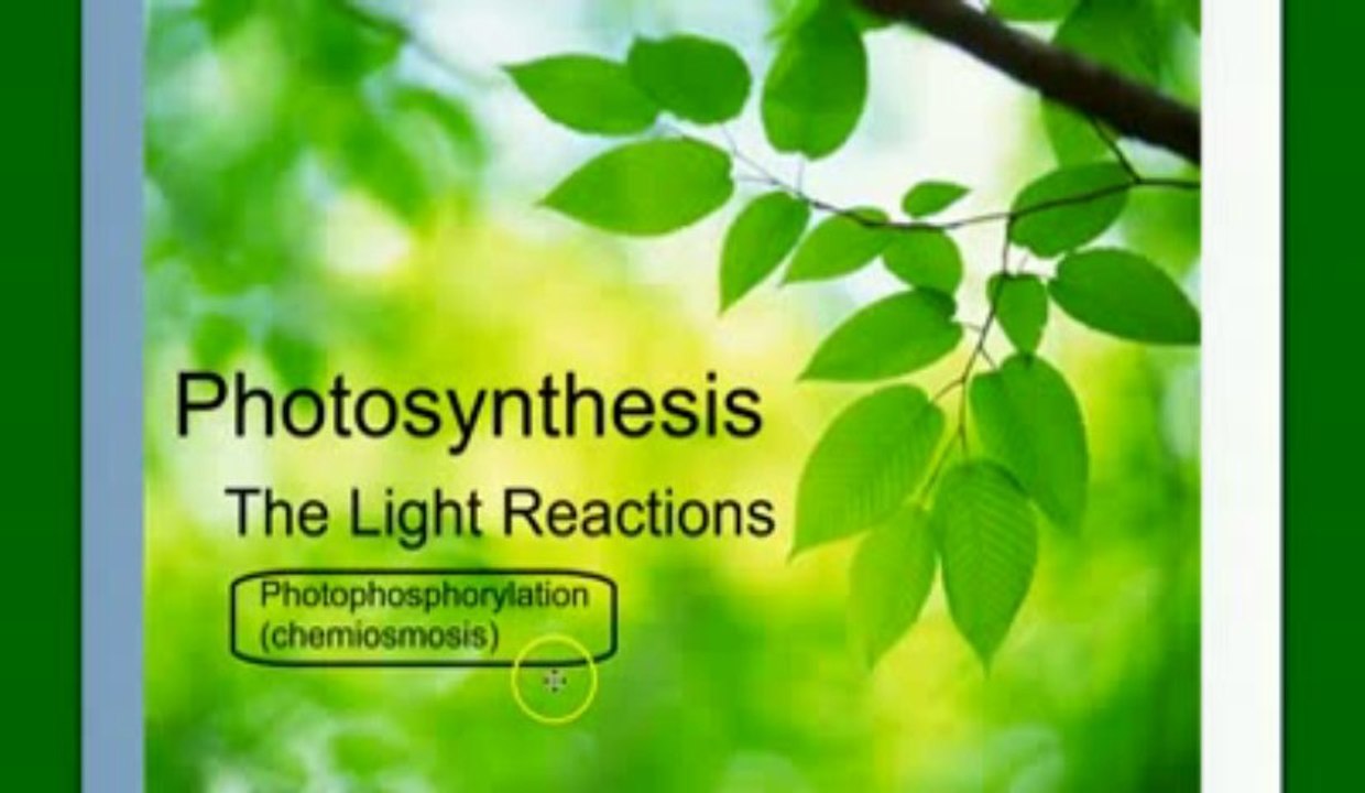Photosynthesis Part 2- The Light Reactions