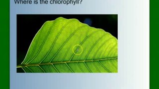 Photosynthesis Part 1- An Overview
