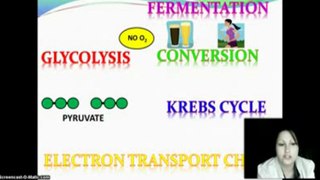 Cellular Respiration