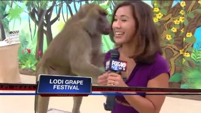 A baboon pawing a journalist! Naughty boy!