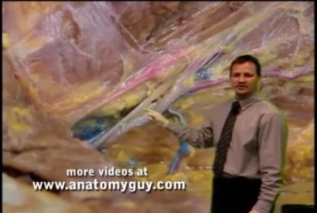 Superficial Back Human Anatomy Dissection