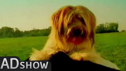 Pervert dog: can't help humping