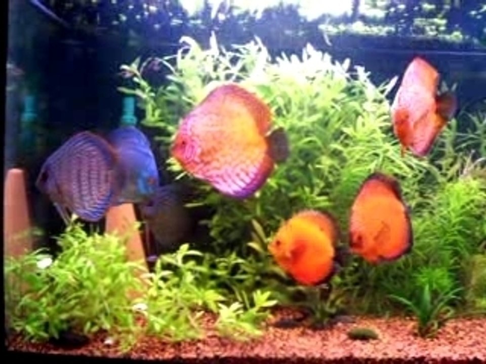discus