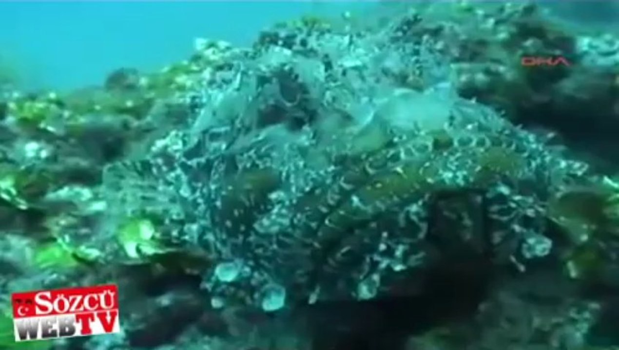 Türkiye dalmayı sevdi