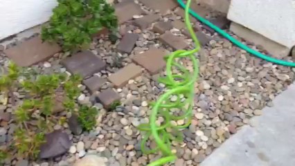 Coiled hose Before IMG_0906