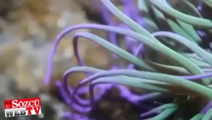 Bu görüntüleri izlemeye doyamayacaksınız