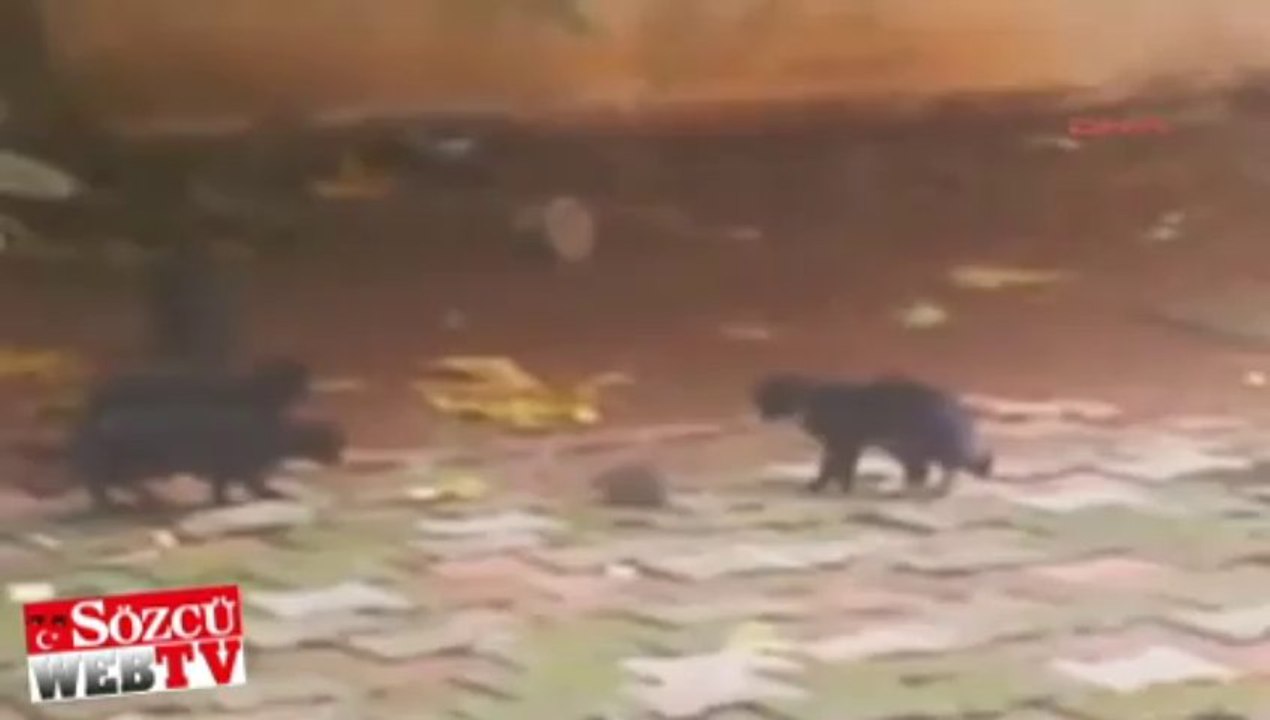 4 kediye kafa tutan fare