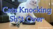 Cats Being Jerks & Throwing Things Down Compilation