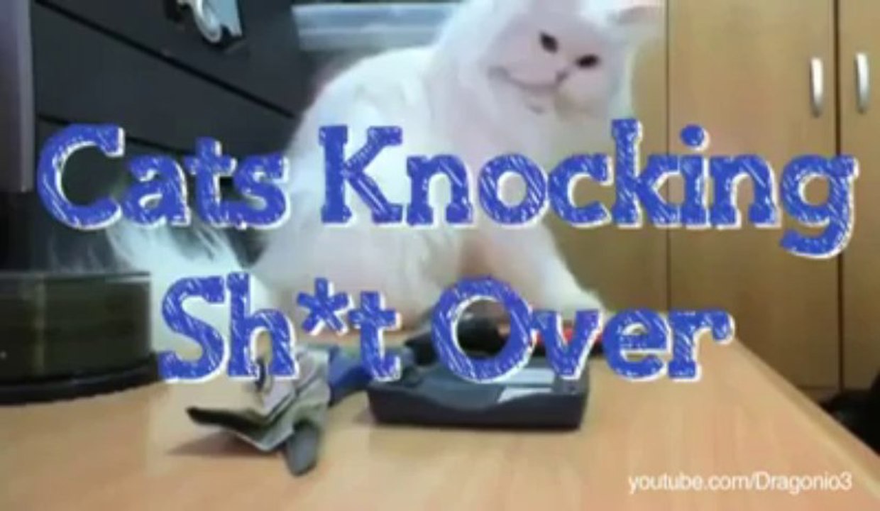 Cats Being Jerks & Throwing Things Down Compilation