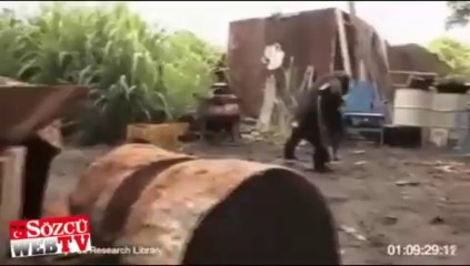 Maymuna silah verirsen…