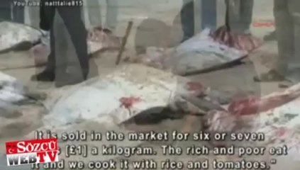 Deniz şeytanları Gazze’de karaya vurdu