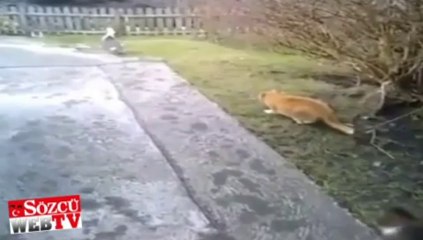 Ördeğin hayatını kurtardı