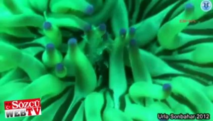 İzmir Körfezi hayat buluyor