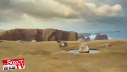 Moonwalk yapan midilli