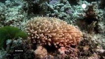 Hi-def coral database to help preserve global reefs