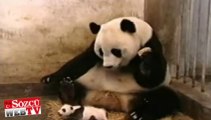 Yavrusu hapşuran pandanın tepkisi