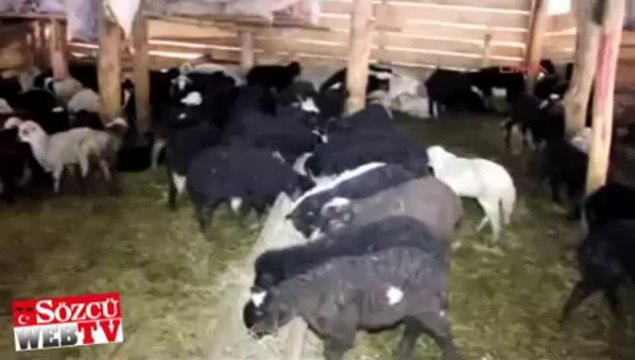 Kurtlar, Ertaş ailesinin umutlarını boğdu