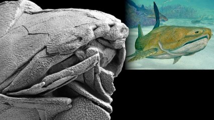 Is This Crazy Thing the First FACE Ever?