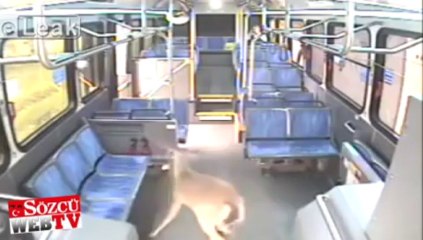 Otobüs geyiğe çarptı ve…