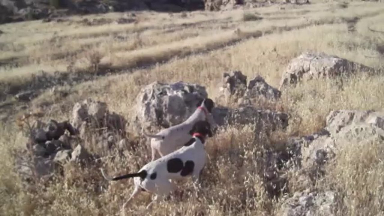 angel bıldırcın ferma 2