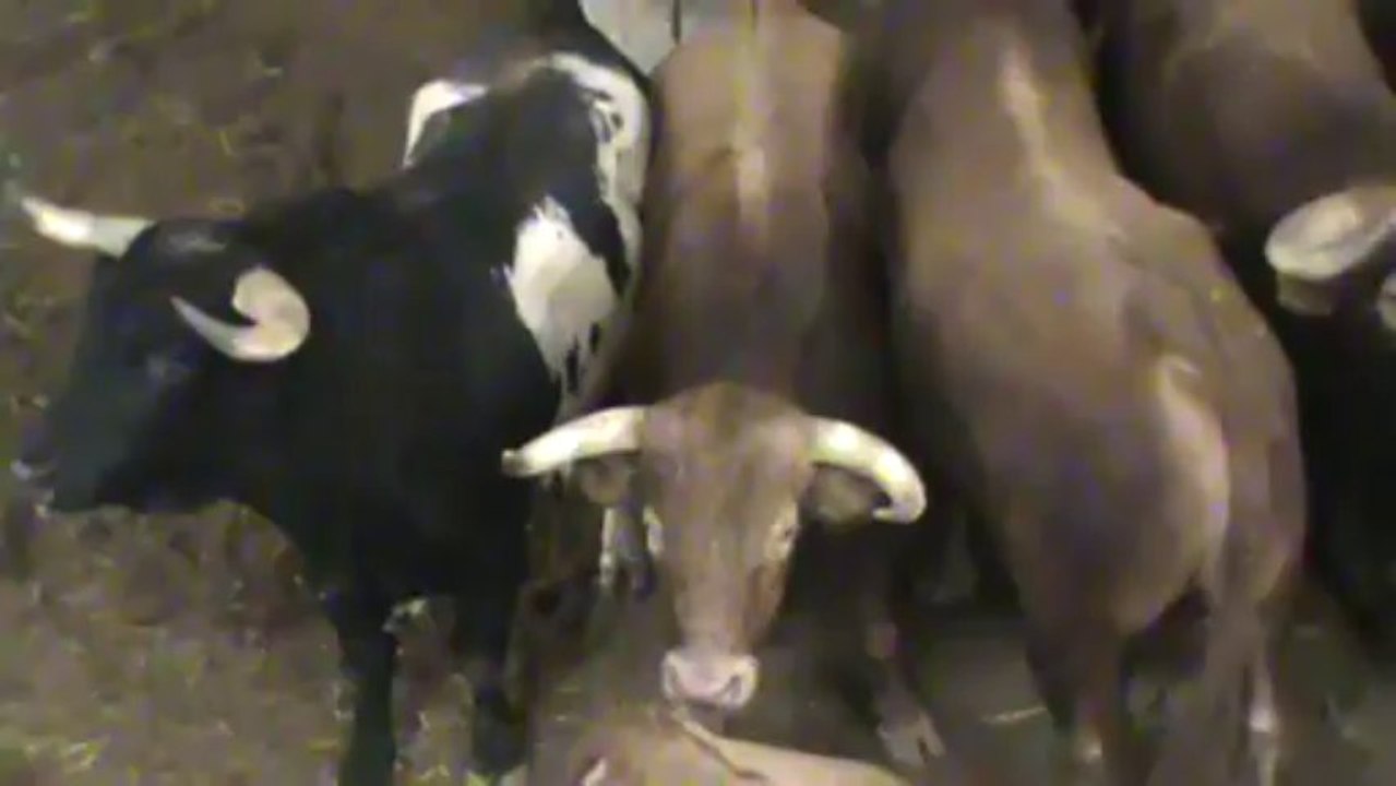 NOVILLADA CARRIQUIRI ARNEDO