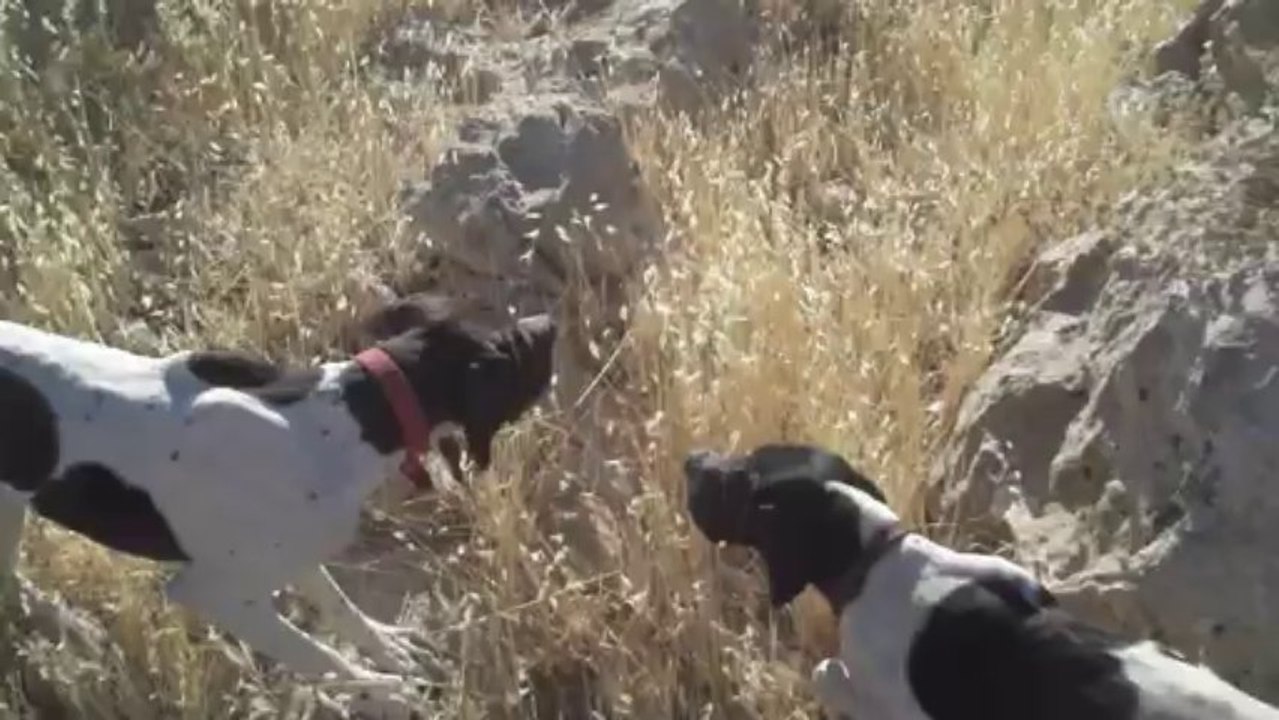 carlos bıldırcın ferma 5