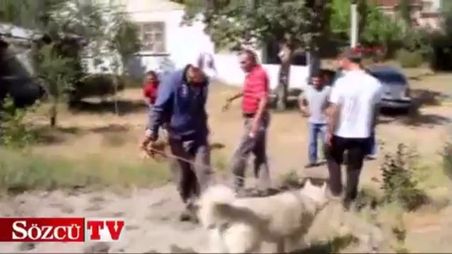 Sibirya kurdu dudağından ısırdı