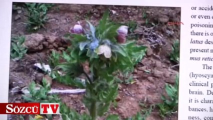 “Deli Bat Bat” otu’na dikkat