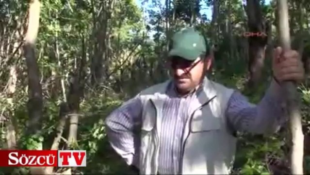 Muş’ta ağaç katliamı