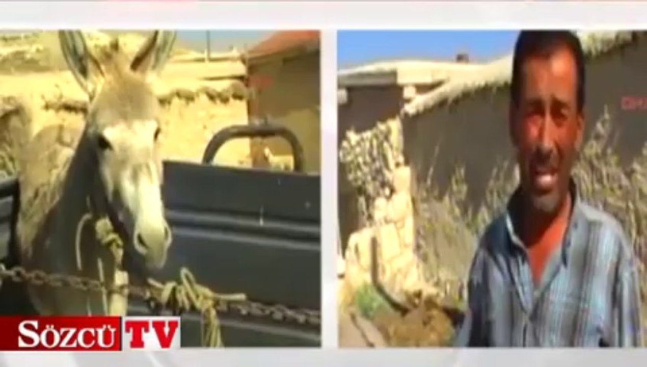 Kuduz eşek sahibini ısırdı