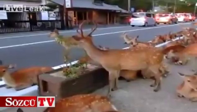 İzleyenler gözlerine inanamıyor