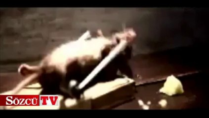 Seni öldürmeyen şey güçlendirir!