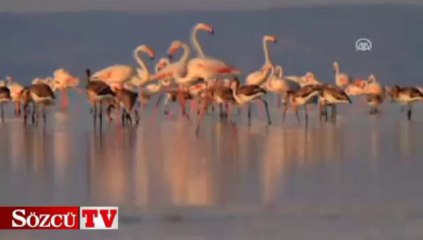 Flamingoların büyük yolculuğu
