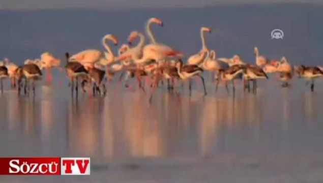 Flamingoların büyük yolculuğu