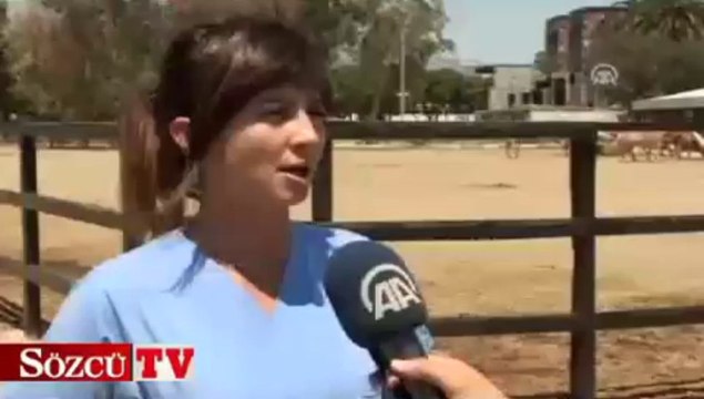 Yenilenen faytonlar turistlerin de gözdesi