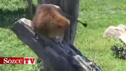 Önce avlandı sonra keyif yaptı