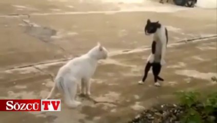 Karate kid değil karate cat!