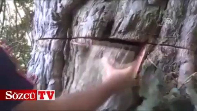 Asırlık ağacın gövdesinde define aradılar