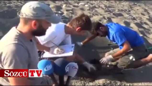 Caretta carettaların denize yolculuğu başladı